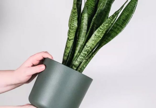 image 1 193 Merca2.es