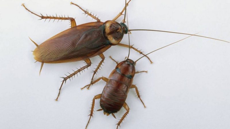 Tu casa libre de hormigas y cucarachas sin vinagre ni insecticidas