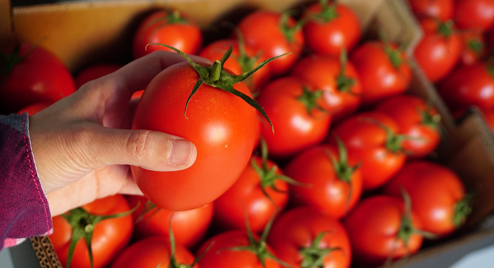 tomates