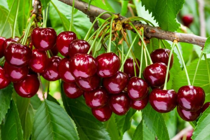 picotas ravito Merca2.es