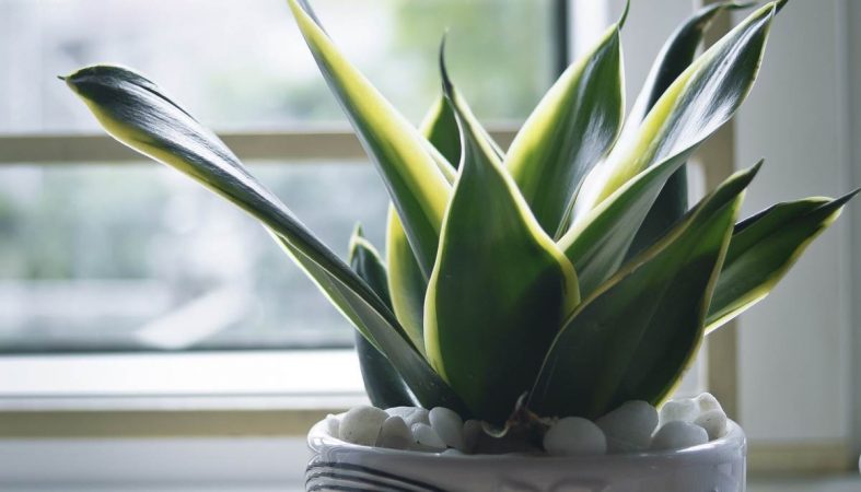 Trucos antes de las vacaciones