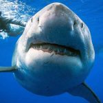 El gigante del Atlántico: un tiburón blanco de 750 kilos reaparece frente a Nueva Jersey