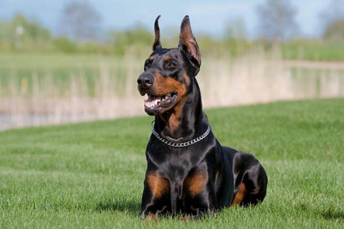 Doberman Pinscher