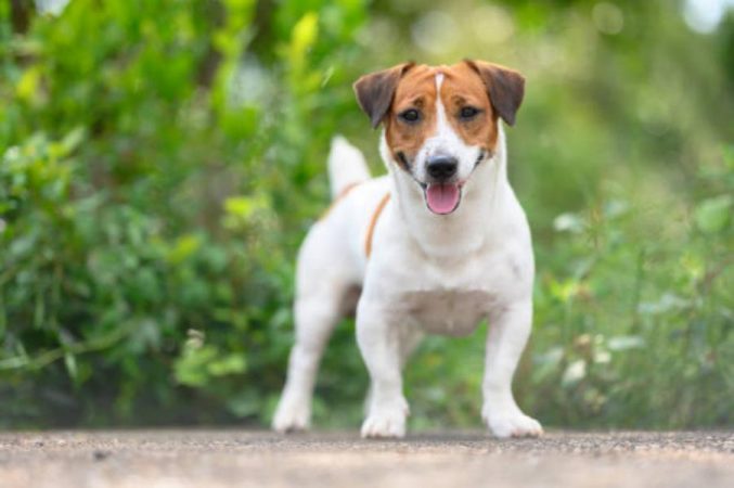 Jack Russell Terrier