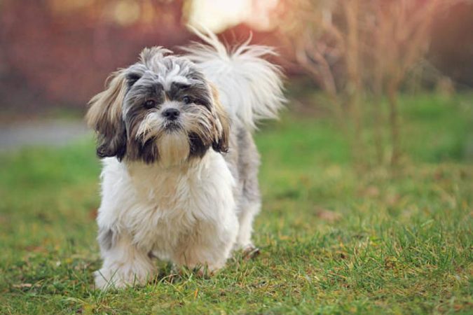 Razas de perro Shih Tzu