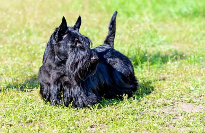 Razas de perro Skye Terrier