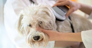 Certificado salud perro viajar avión