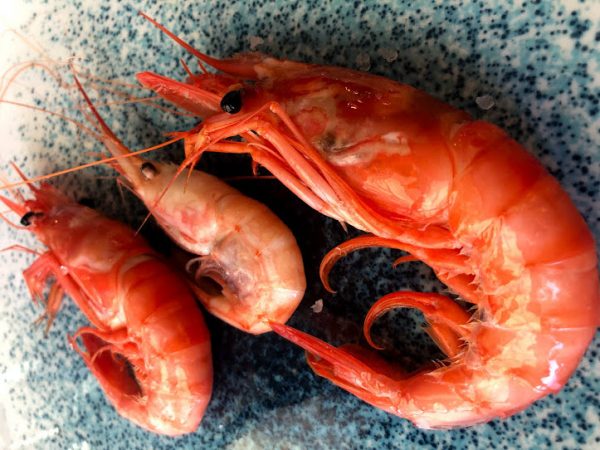 gambas langostinos quisquillas 2 Merca2.es