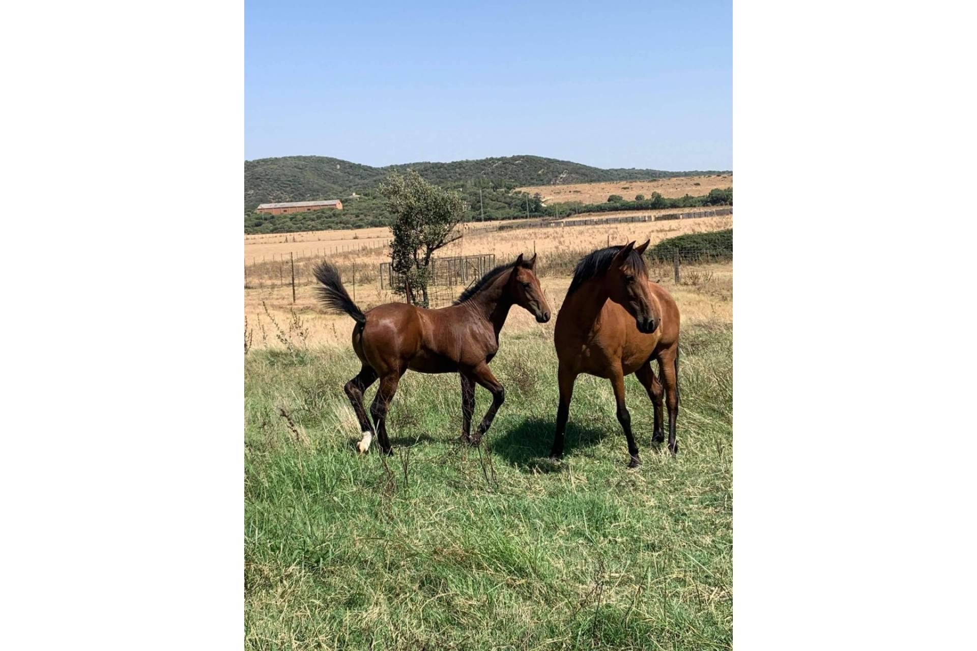 La reconocida ganadería de KWPN y CDE Yeguada Encinasola está enfocada en la doma clásica