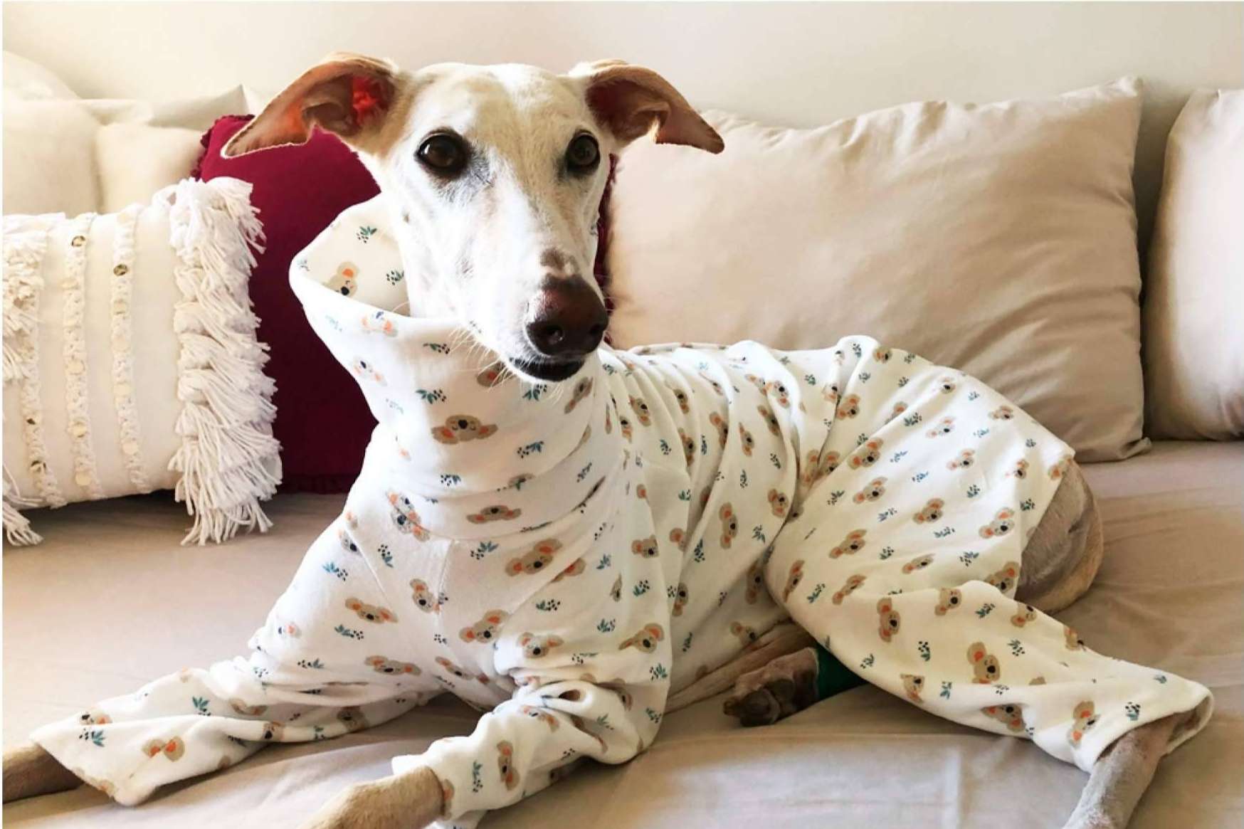 Lucas & Lola ofrece accesorios y ropa para galgo