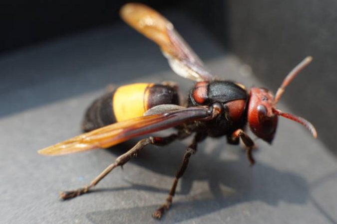 Características de la avispa asiática