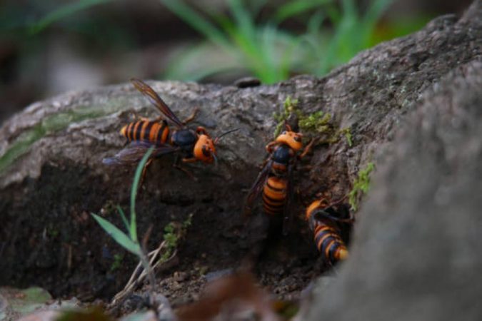 Cómo actuar ante una picadura