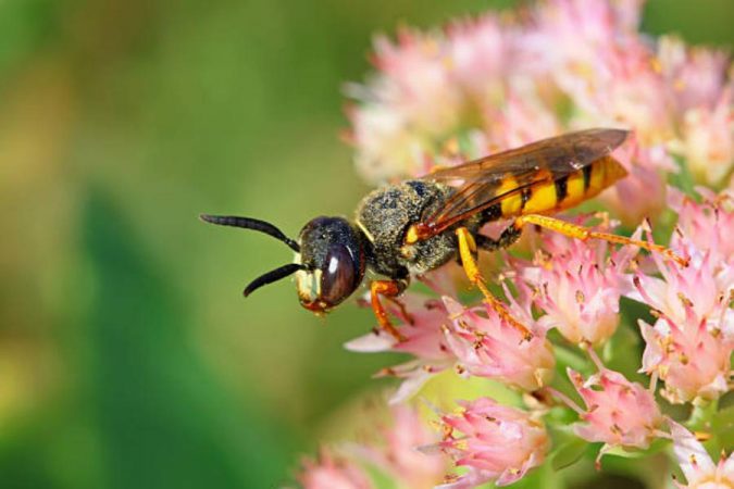 Si no eres alérgico debes aplicarte hielo