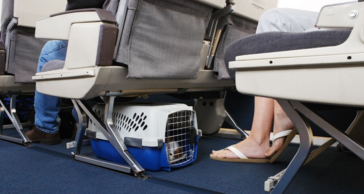 Viajar perro avión cabina