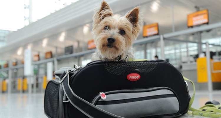 Viajar perro avión compaía