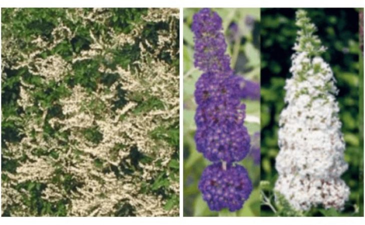 Locura en Aldi tras recuperar uno de sus productos más vendidos 53 Merca2.es 5 25 Merca2.es