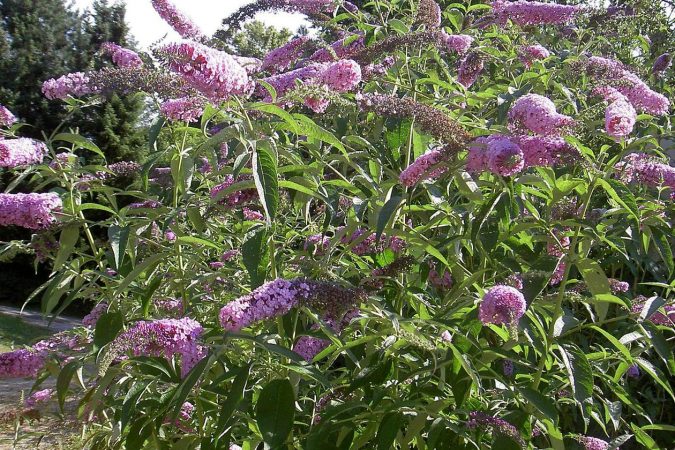 Locura en Aldi tras recuperar uno de sus productos más vendidos 54 Merca2.es 6 21 Merca2.es