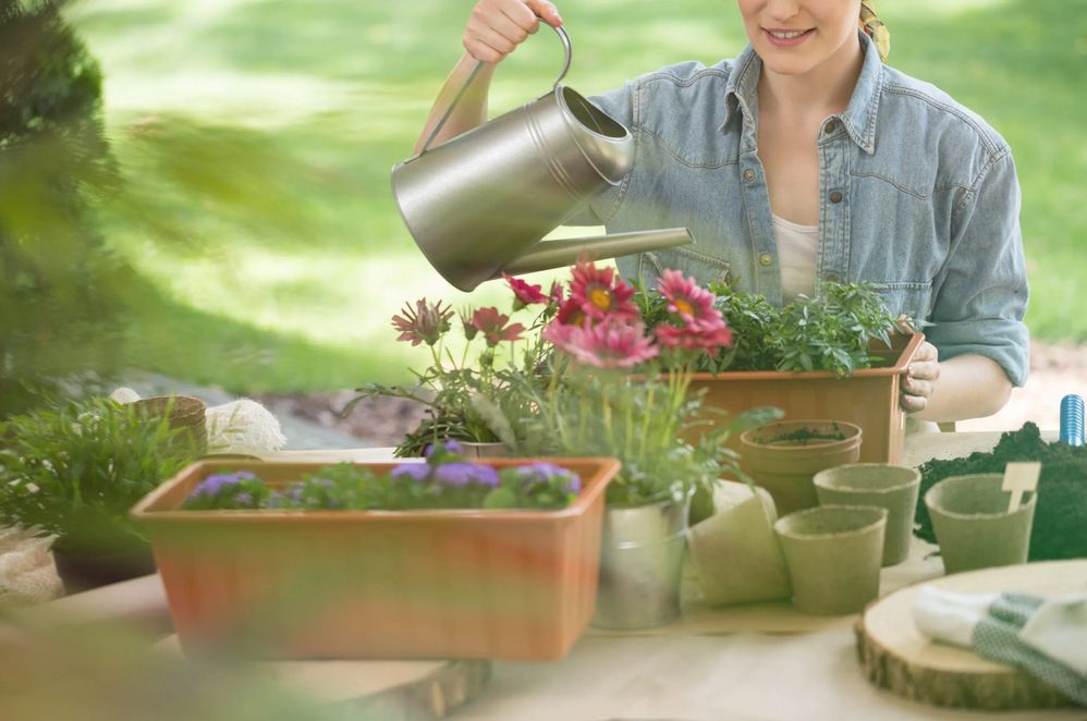 Plantas secas: trucos que funcionan para devolverles su esplendor