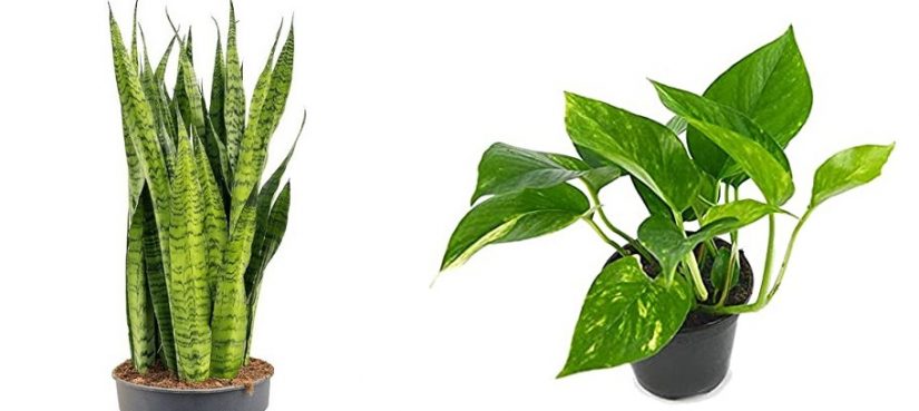 Y tú todavía no lo sabías: esto es lo mejor que puedes dar a tus plantas para que estén sanas y lo tiras todos los días 31 Merca2.es Plantas