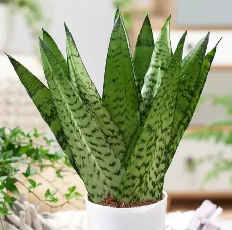 Nutrición estival equilibrada