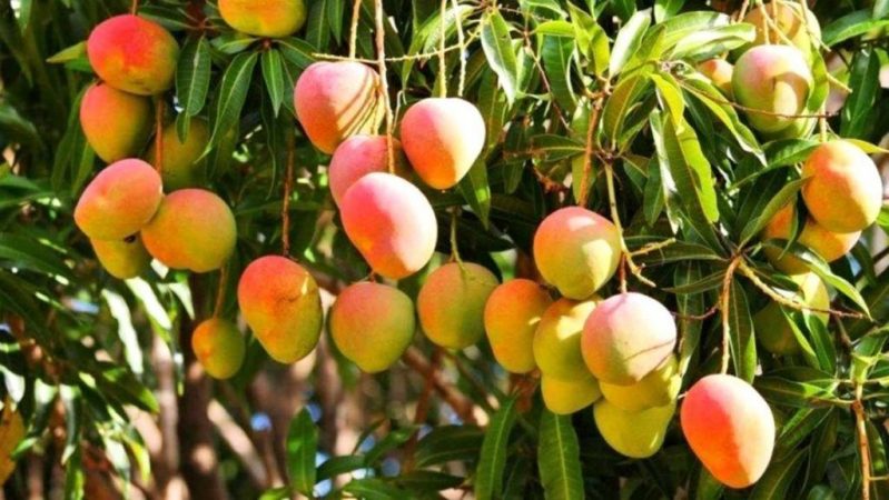 Mango: los peligros ocultos de la fruta de moda 48 Merca2.es haiman el troudi el mango una exquisitez popular 1 1024x577 1 Merca2.es