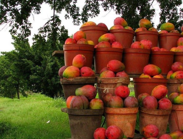 Mango: los peligros ocultos de la fruta de moda 52 Merca2.es haiman el troudi el mango una exquisitez popular 11 Merca2.es