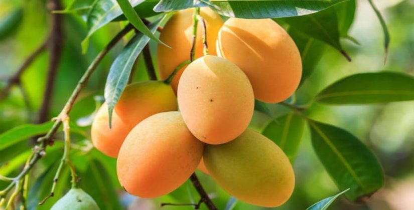Mango: los peligros ocultos de la fruta de moda 53 Merca2.es haiman el troudi el mango una exquisitez popular 15 Merca2.es