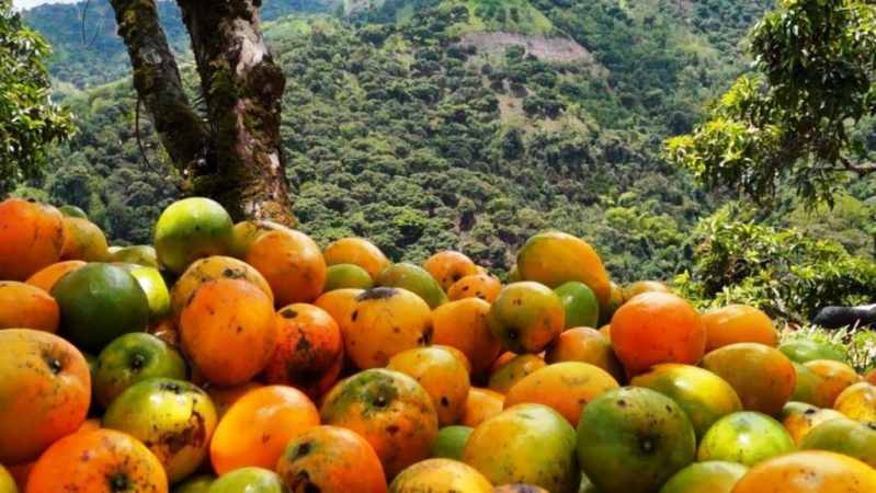 Mango: los peligros ocultos de la fruta de moda 50 Merca2.es haiman el troudi el mango una exquisitez popular 7 1024x577 1 Merca2.es