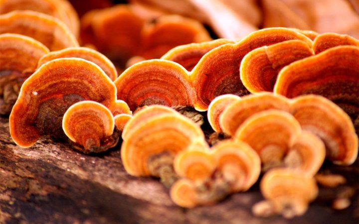reishi alimento