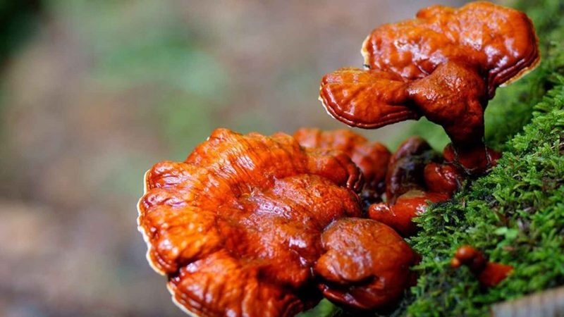 reishi