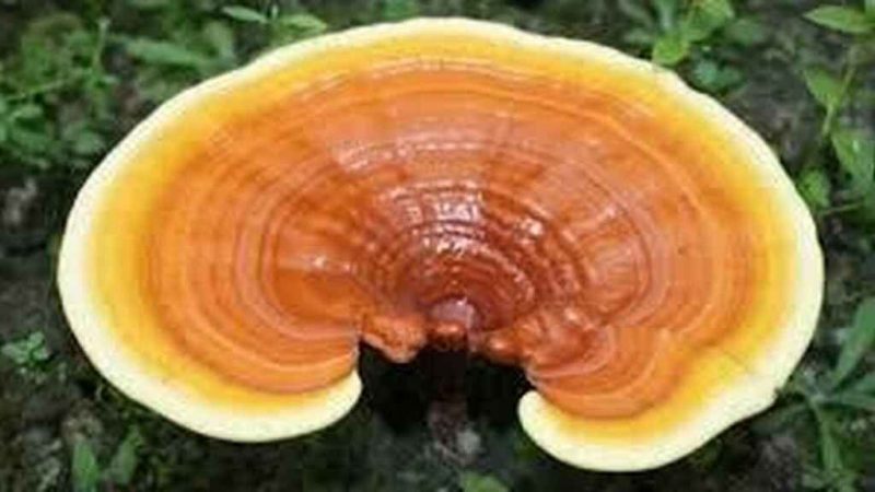 alimento reishi