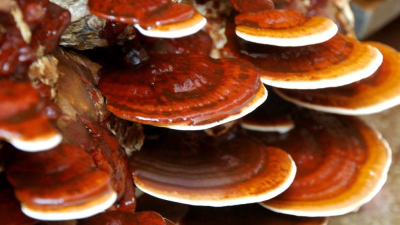 reishi alimento