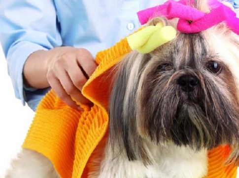 multimillonario-negocio-animales-mascota multimillonario-negocio-animales-mascota