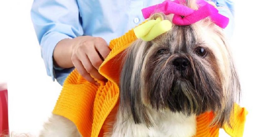 multimillonario-negocio-animales-mascota