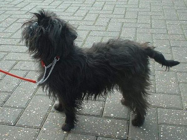 perro raza affenpinscher Merca2.es