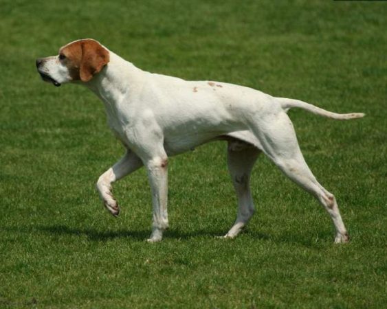 Las razas de perros que nunca has visto por la calle 9 Merca2.es perro-raza-catalburun