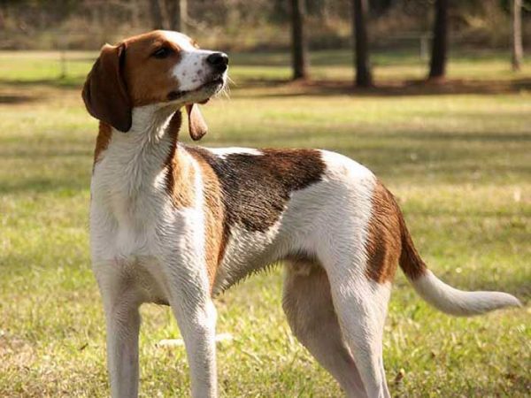 Las razas de perros que nunca has visto por la calle 8 Merca2.es perro-raza-coonhound