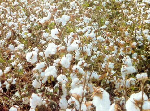 algodón algodón