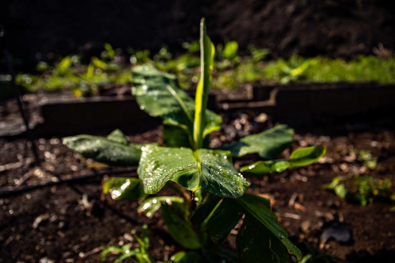 Bruselas presentará  el próximo año una propuesta para aplicar técnicas genéticas en agricultura Bruselas presentará  el próximo año una propuesta para aplicar técnicas genéticas en agricultura