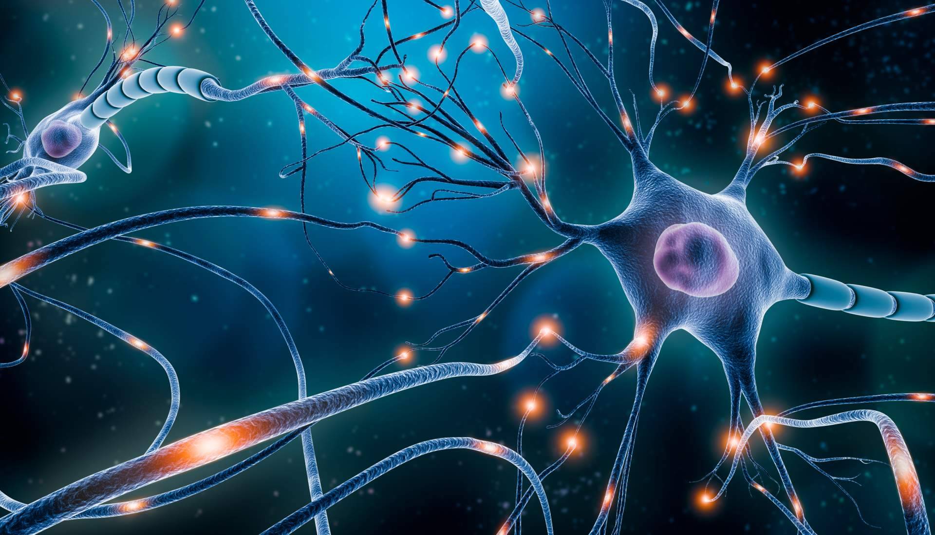 Las técnicas de Neurociencia aplicadas al aprendizaje de ILVEM Las técnicas de Neurociencia aplicadas al aprendizaje de ILVEM