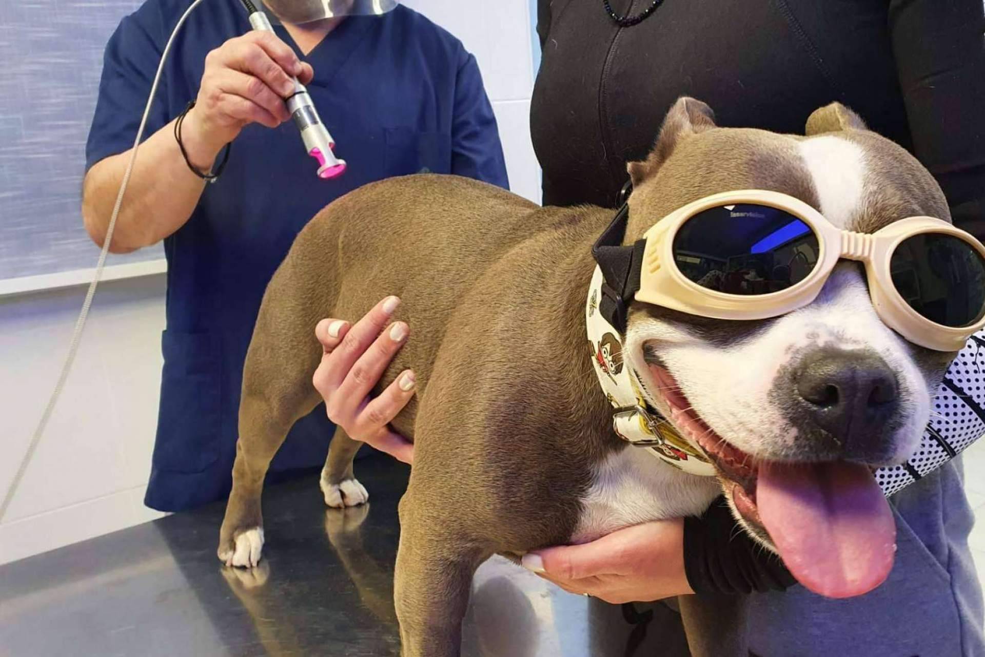 Tratamientos en clínica para pequeños animales, la laserterapia Tratamientos en clínica para pequeños animales, la laserterapia