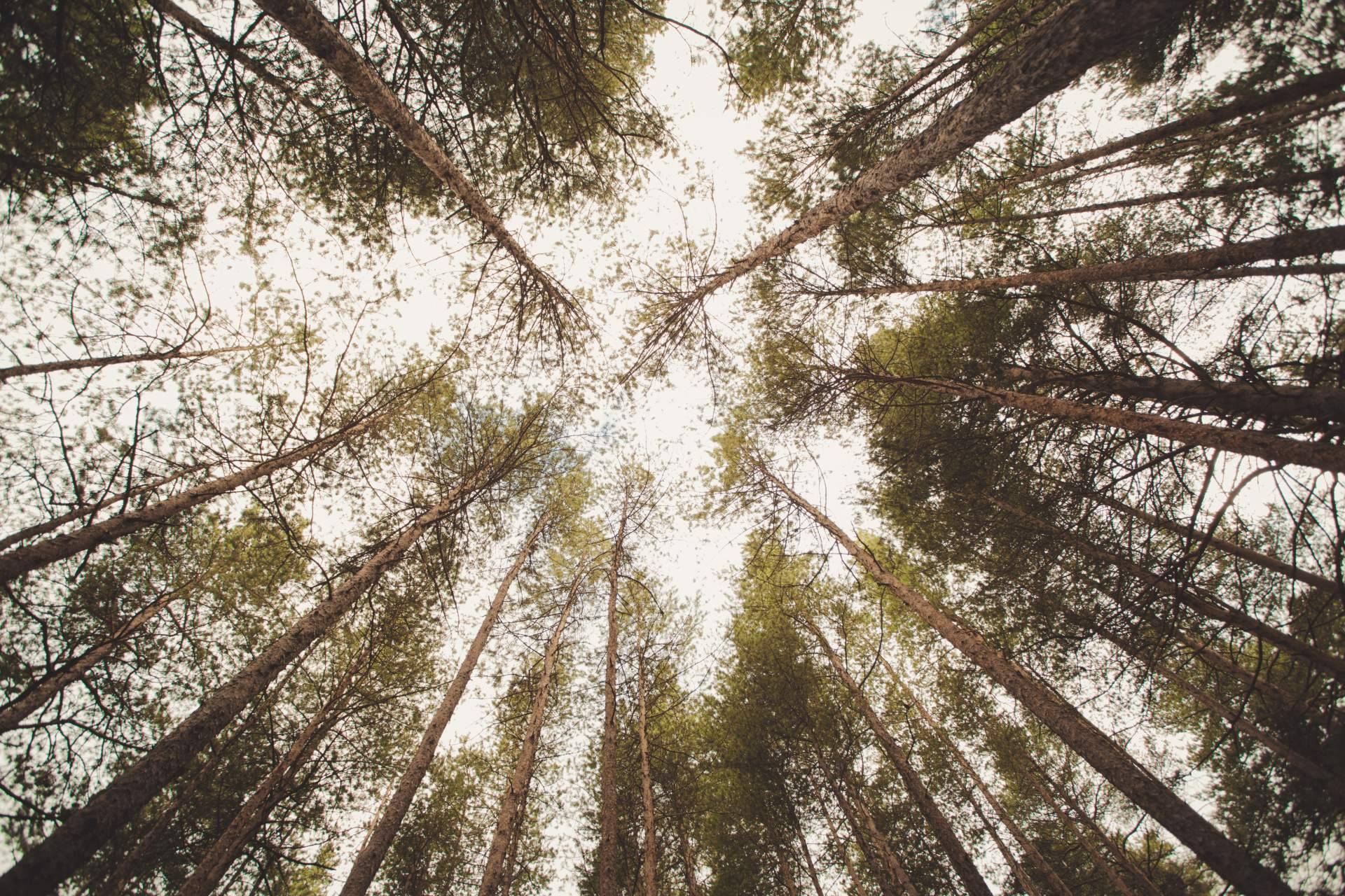 Escoger la mejor madera, laminada o maciza