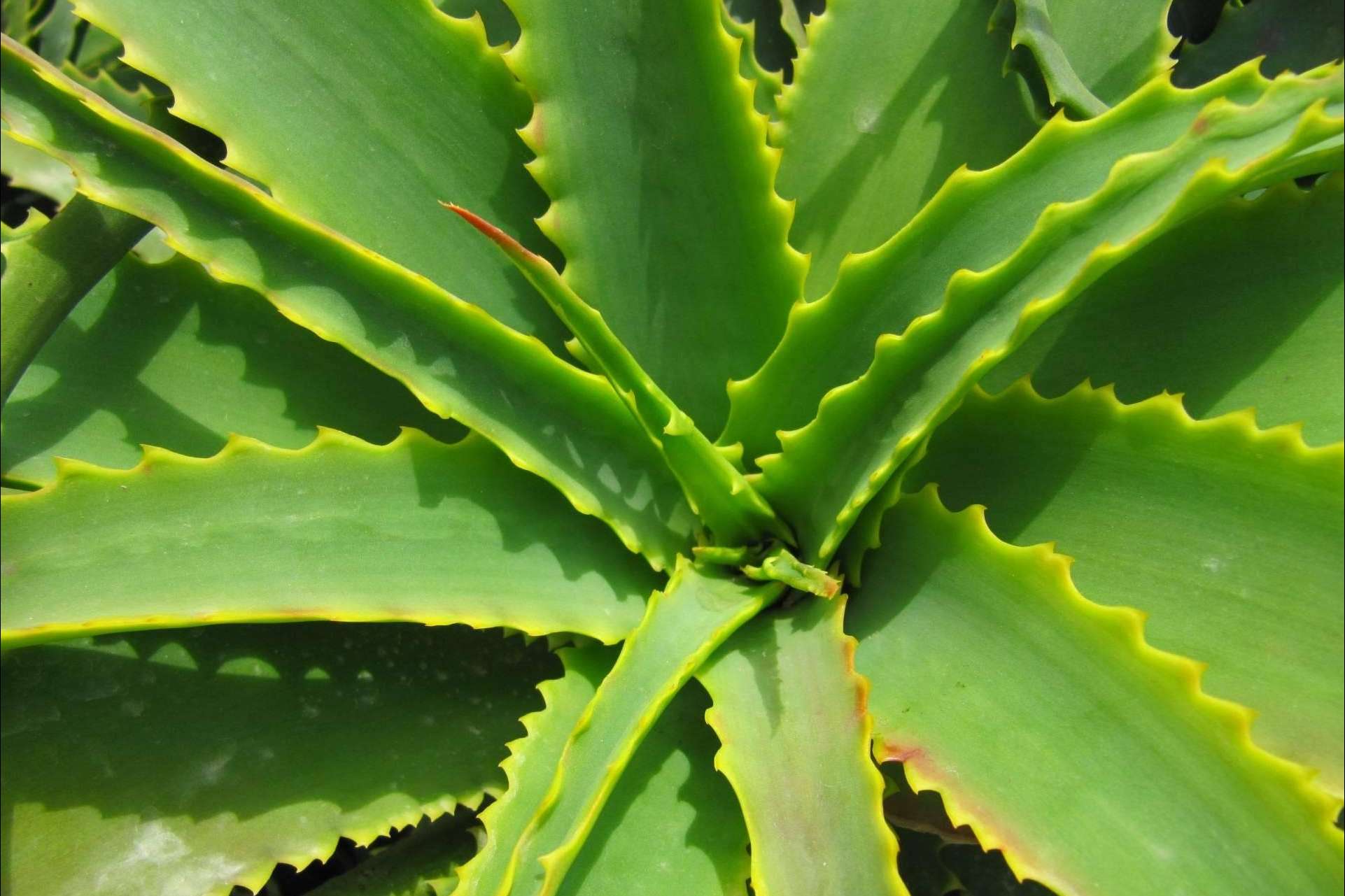 Todos los beneficios de los ingredientes de la cosmética natural, por Natukey