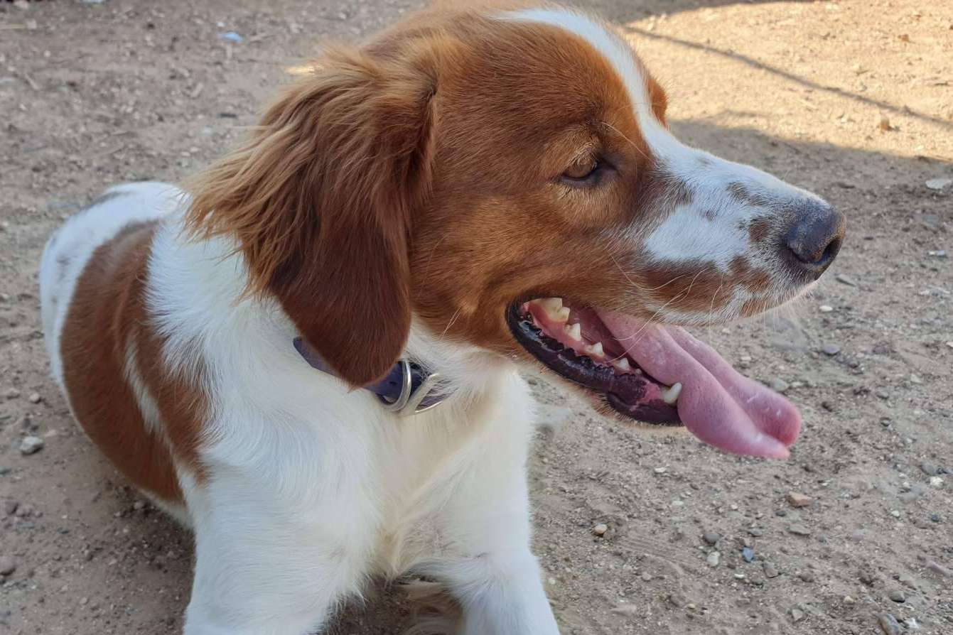 Según la legislación para el bienestar animal, la Asociación Española Perros de Apoyo ofrece ayudas Según la legislación para el bienestar animal, la Asociación Española Perros de Apoyo ofrece ayudas