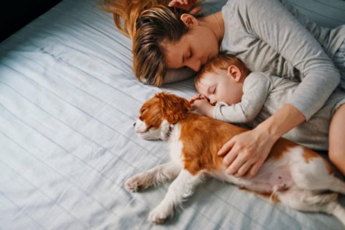 Infecciones bacterianas de tu mascota