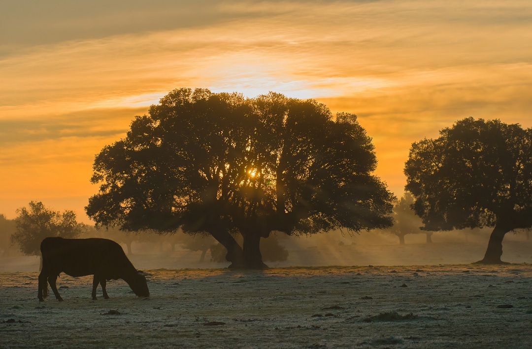 El sector de la Carne de Vacuno de Europa estrecha lazos comerciales en Portugal