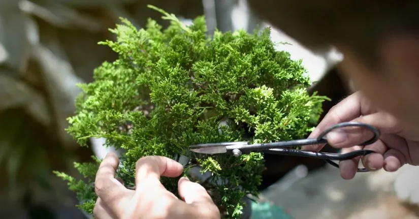 Estos son los beneficios de tener plantas en casa 34 Merca2.es plantas