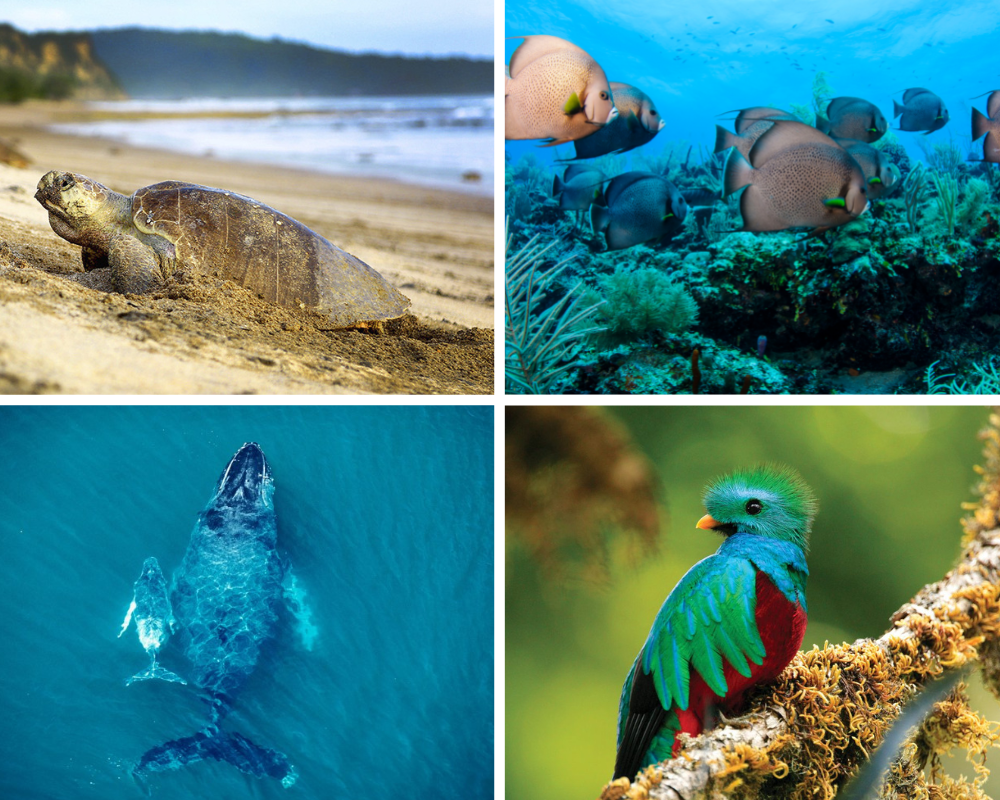 Cuatro formas de disfrutar la biodiversidad que ofrece Centroamérica y República Dominicana