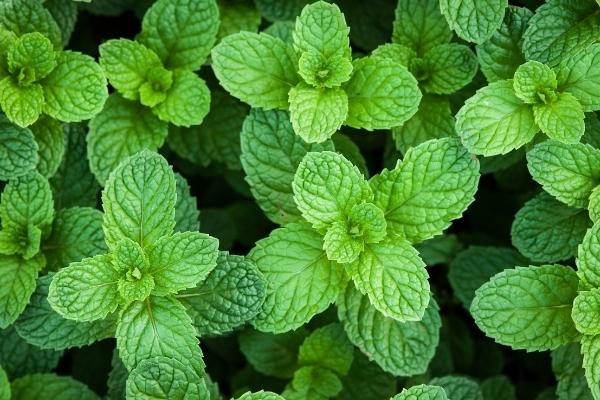 Estos son los beneficios de tener plantas en casa 40 Merca2.es hierbabuena Merca2.es