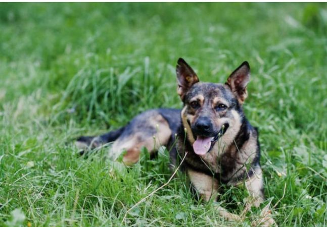 ley animalista Merca2.es